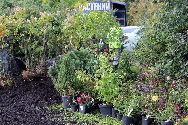 Растения для посадок